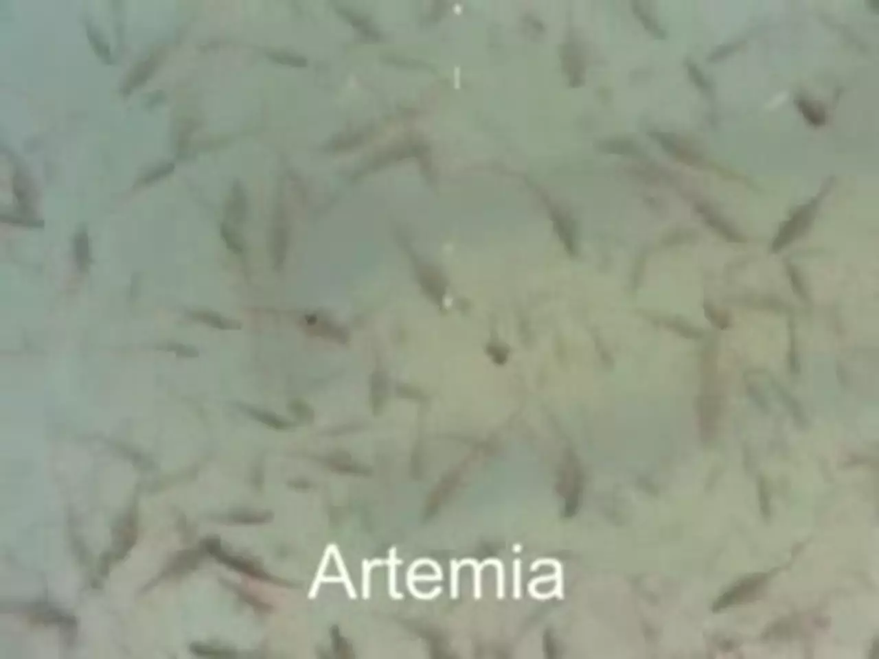 Foto: fischfutterprofi.de: Lebende Artemia, rot