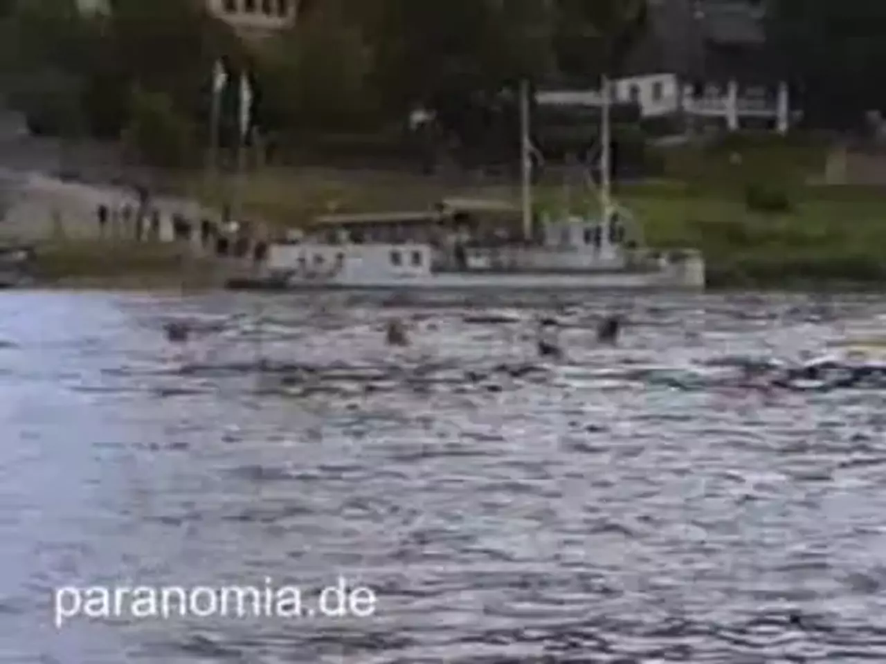 Foto: Elbschwimmen von Rathen nach Wehlen (1)