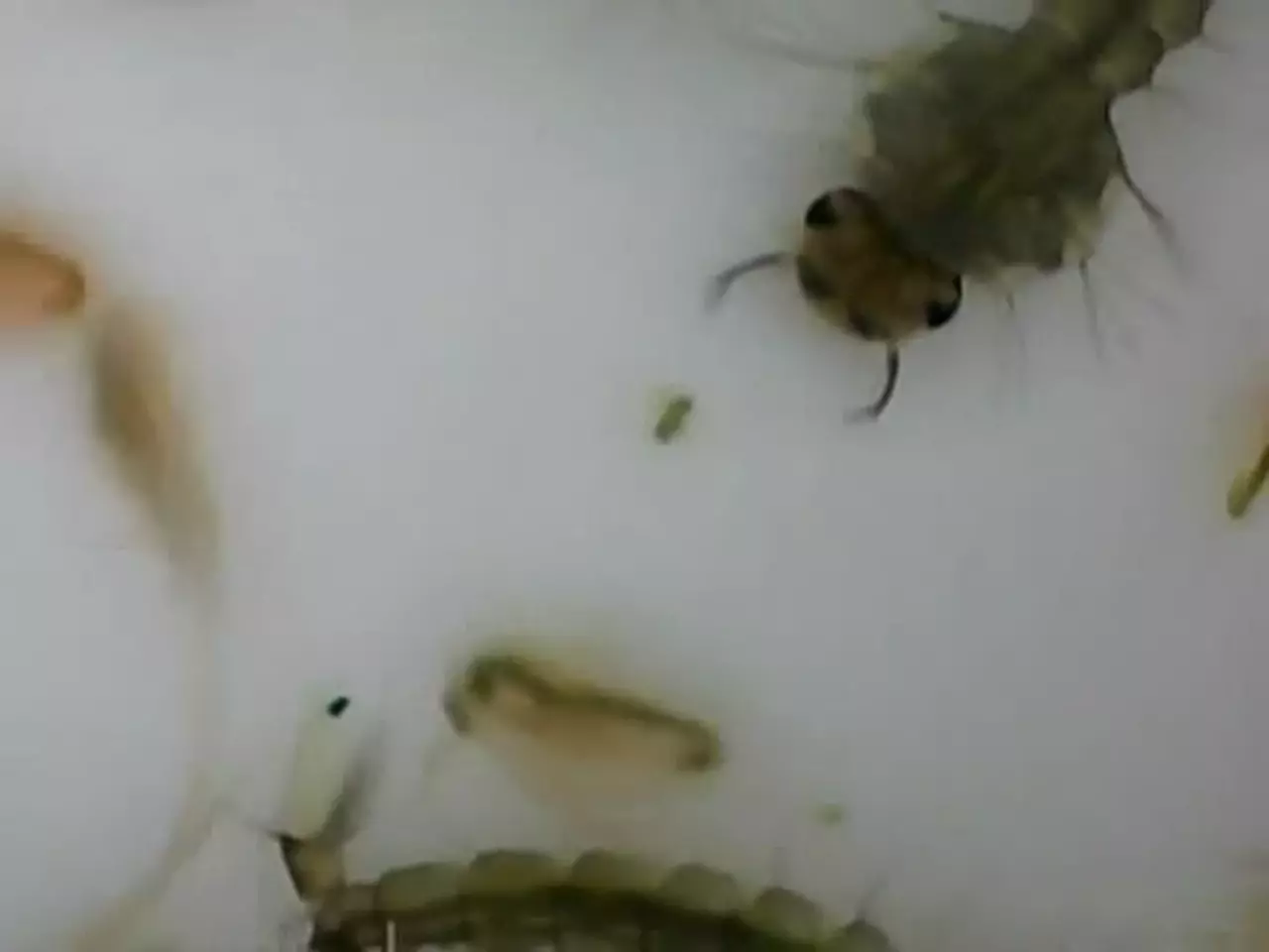 Foto: Daphnien und Mückenlarven unter dem Mikroskop