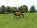 Pferde auf der Weide (1)