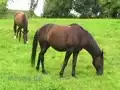 Pferde auf der Weide (2)