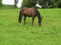 Pferde auf der Weide (4)