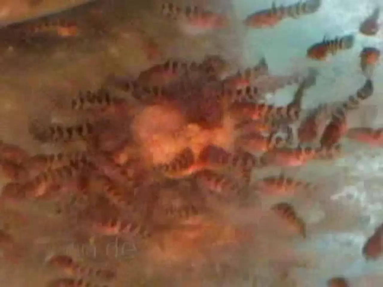 Foto: Zuchterfolg! Schwielenwels-Jungfische bei der Fütterung