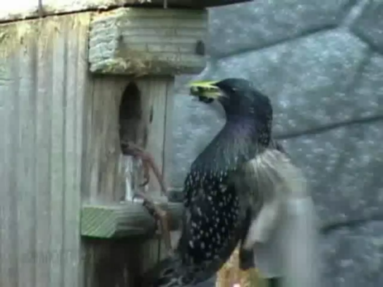 Foto: Stare bei der Fütterung ihrer Jungvögel