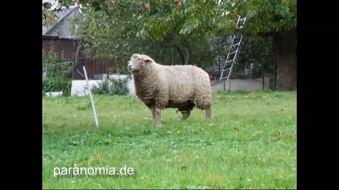 Foto: Ein Schaf bei der Apfelernte