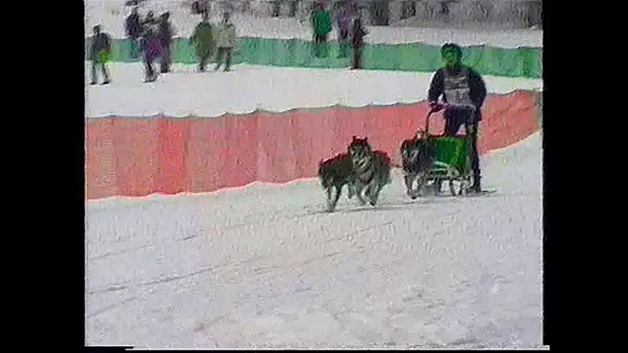 Foto: Husky-Rennen - Video vom Schlittenhunderennen in Holzhau 2001