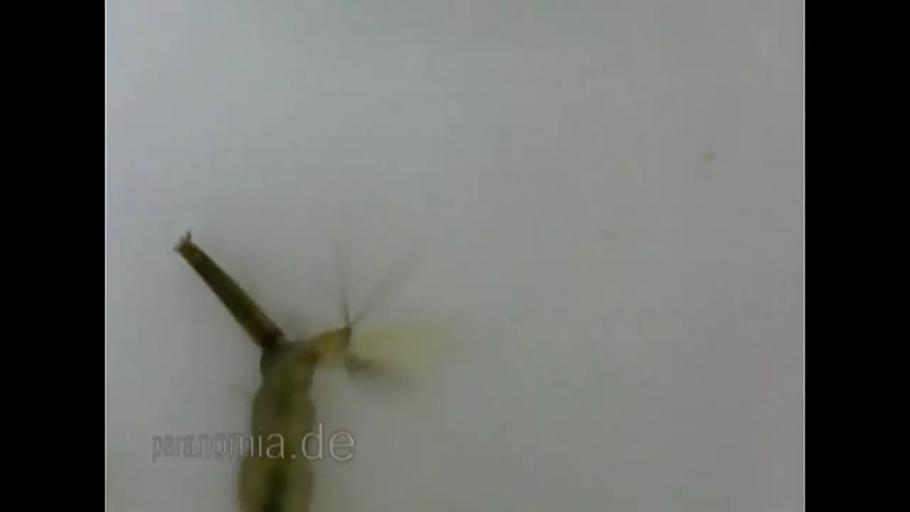 Foto: Schwarze Mückenlarven und Wasserflöhe unter dem Mikroskop