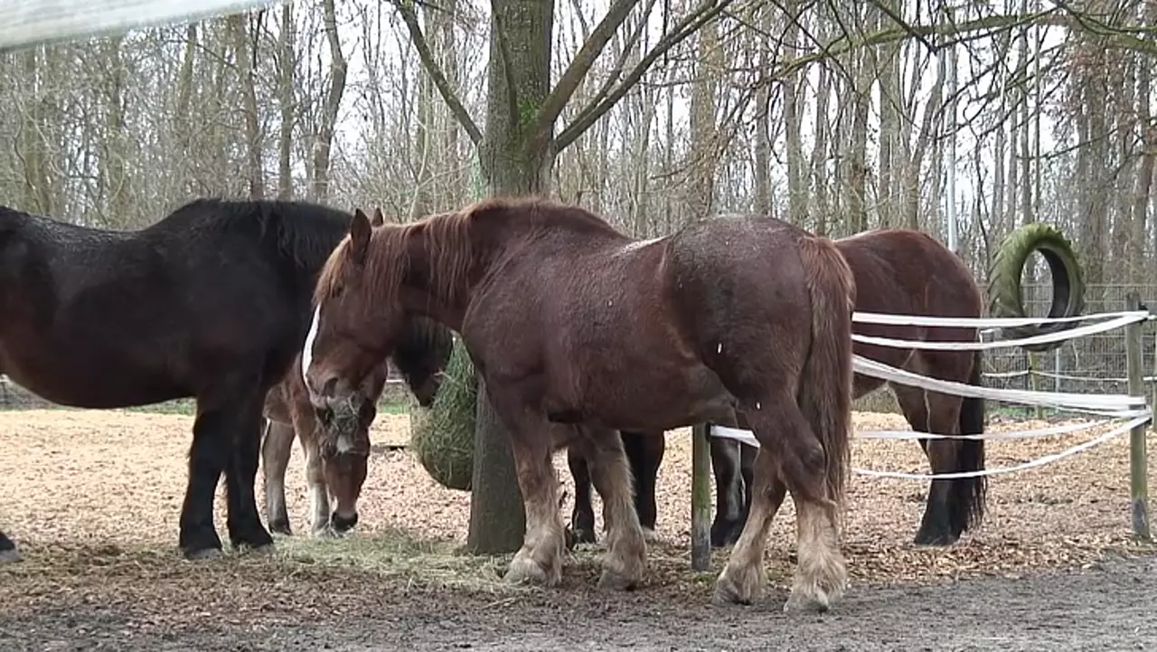 Foto: Pferde im Tiergarten Worms - Süddeutsches Kaltblut und Pfalz Ardenner Kaltblut