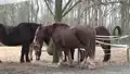 Pferde im Tiergarten Worms - Süddeutsches Kaltblut und Pfalz Ardenner Kaltblut