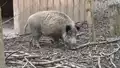 Wildschweine im Tierpark Worms