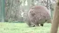 Parma-Känguru im Tiergarten Worms