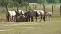 Wildpferde im Naturpark Baruth