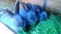 Blue Vienna rabbit