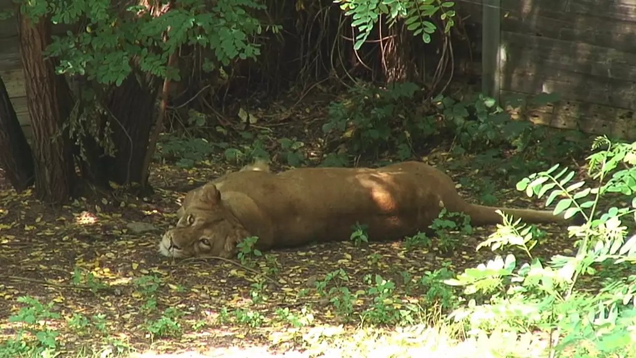 Foto: Löwen in der Großkatzenauffangstation - Wildpark Johannismühle Baruth