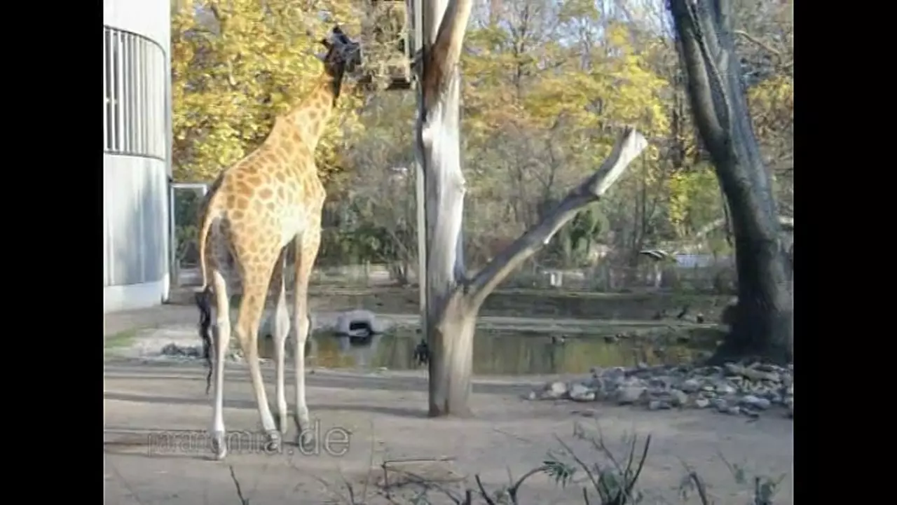 Foto: Giraffen und Zebras im Zoologischen Garten Dresden