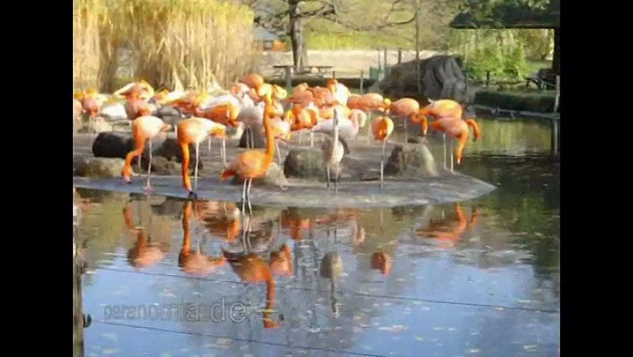 Foto: Flamingos und ein Geier im Dresdener Zoo