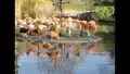Flamingos und ein Geier im Dresdener Zoo
