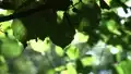 Stockvideo Blätter der Erle und Sonne, Gegenlicht, Wind