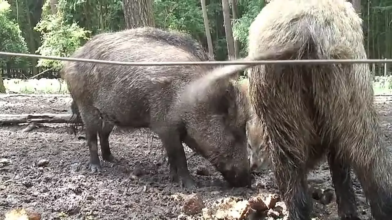 Foto: Wildschweine im Wildpark Johannismühle Baruth