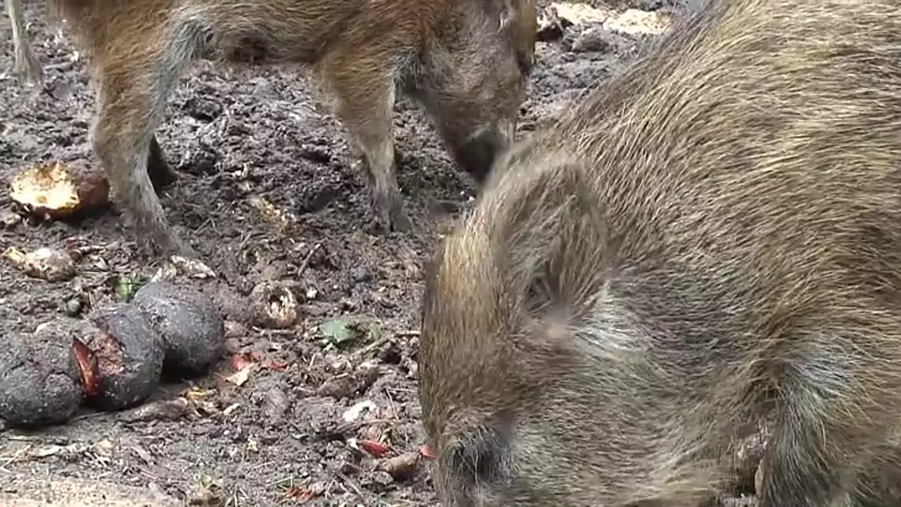 Foto: Wildschweine mit Frischlingen - Wildpark Johannismühle Baruth