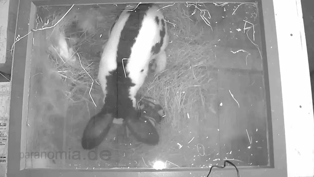 Foto: Riesenschecken-Häsin trägt ihren Nachwuchs ins Nest