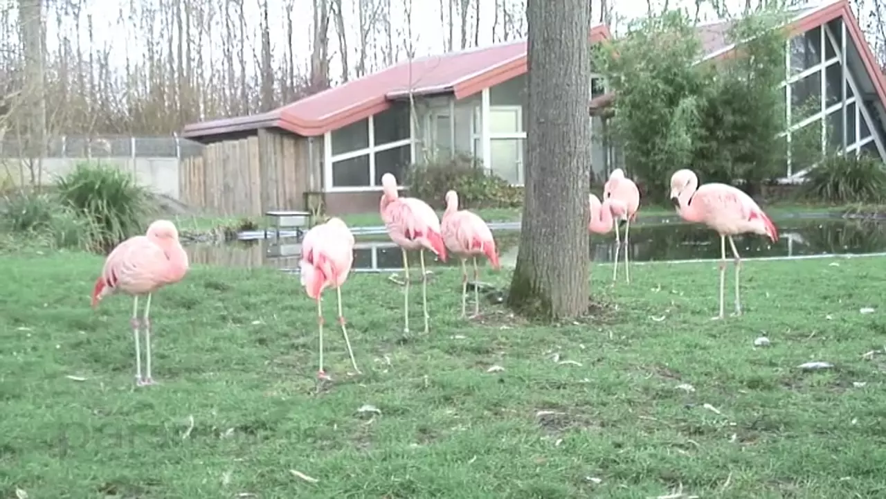 Foto: Flamingos im Tiergarten Worms