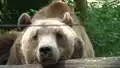 Tierpark Johannismühle Baruth - Braunbären