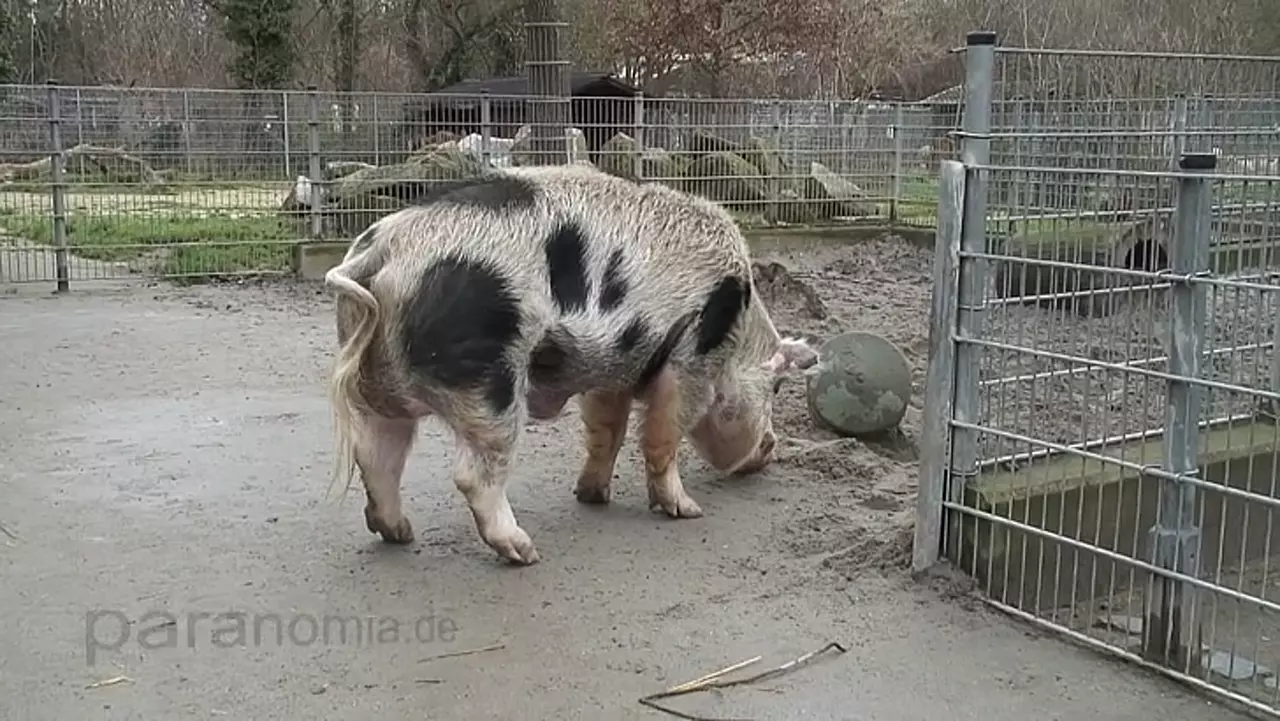 Foto: Buntes Bentheimer Schwein - Tiergarten Worms