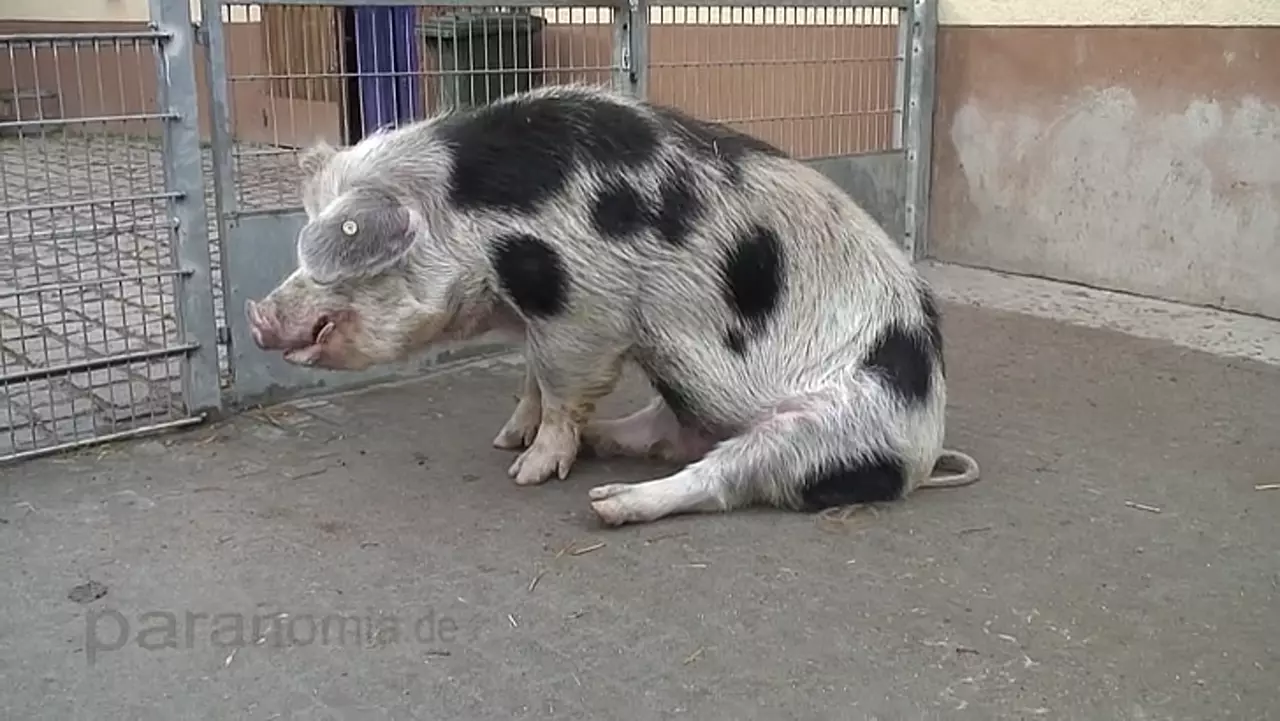 Foto: Buntes Bentheimer Schwein sitzt im Tiergarten Worms