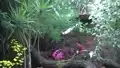 Gran Canaria Botanischer Garten Orchideen