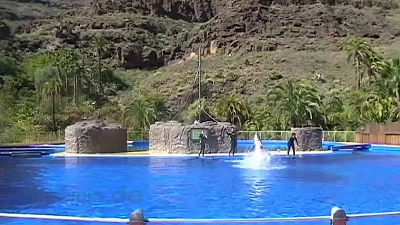 Foto: Delfin-Show im Palmitos-Park (Urlaub Gran Canaria)