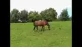 Pferde auf der Weide (3)