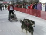 Schlittenhunderennen mit Huskies